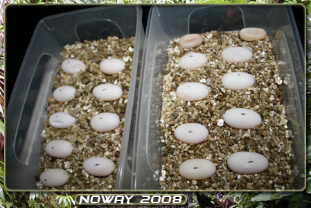 mes incubations Incubation-oeufs-de-pogos